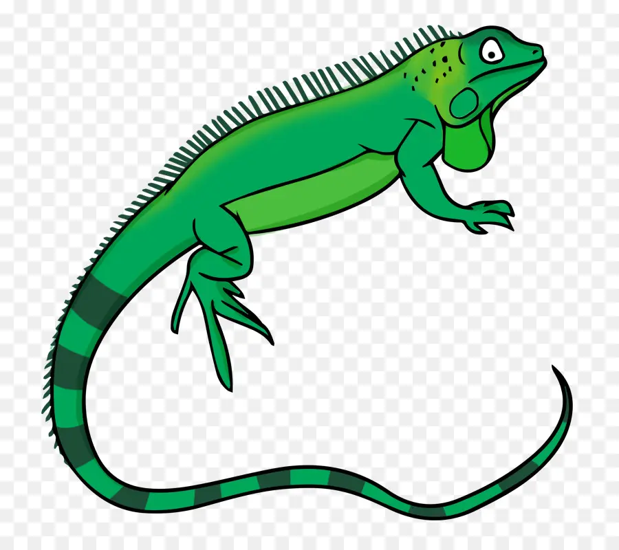 Iguana Verde，Lagarto PNG