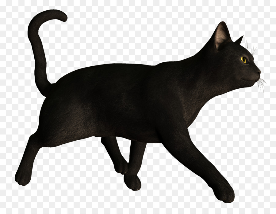 Gato Preto，Bicho De Estimação PNG