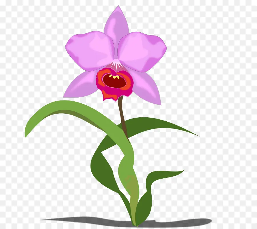 Orquídea Solteira，Orquídea PNG