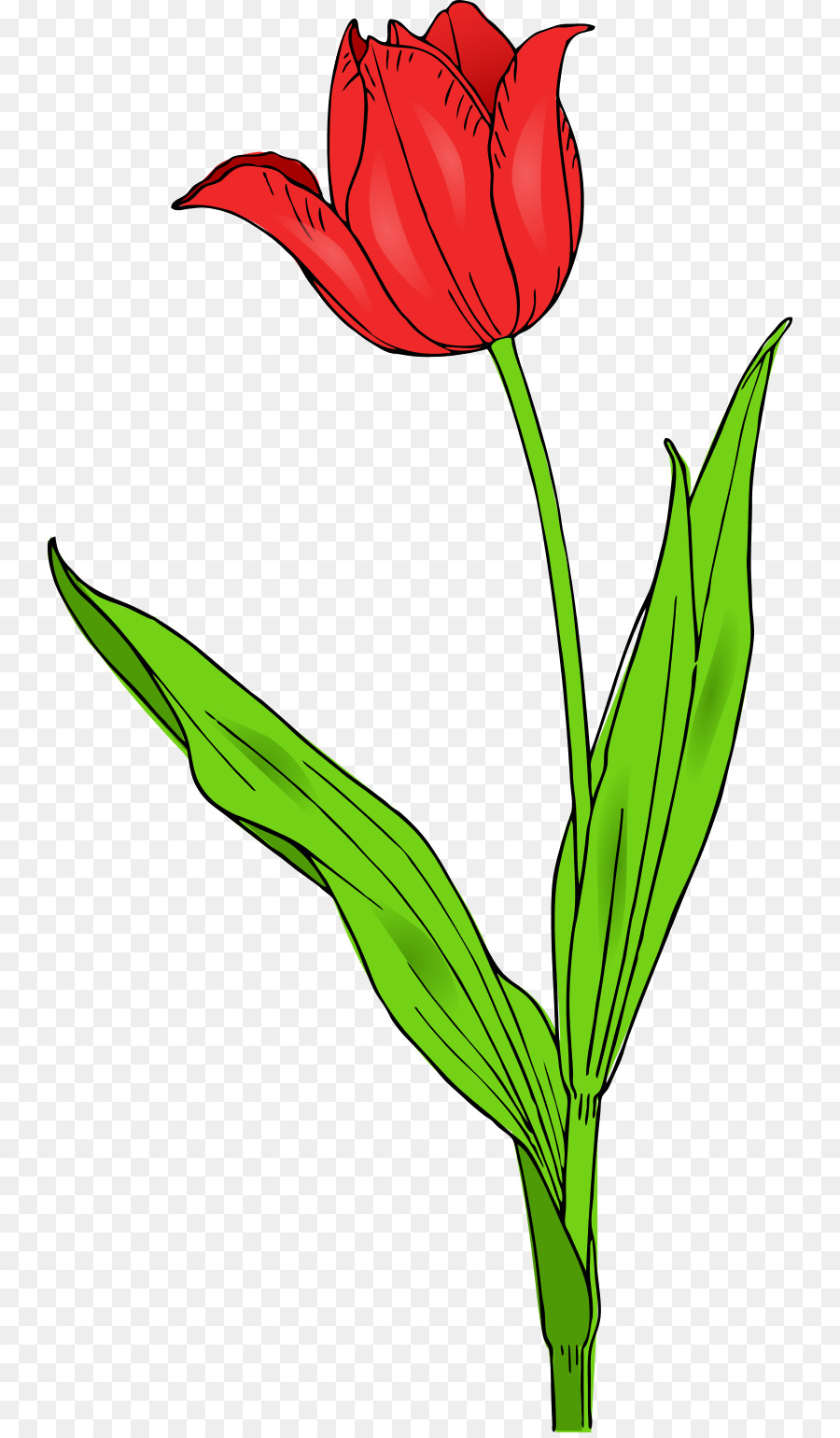 Flor，Vermelho PNG