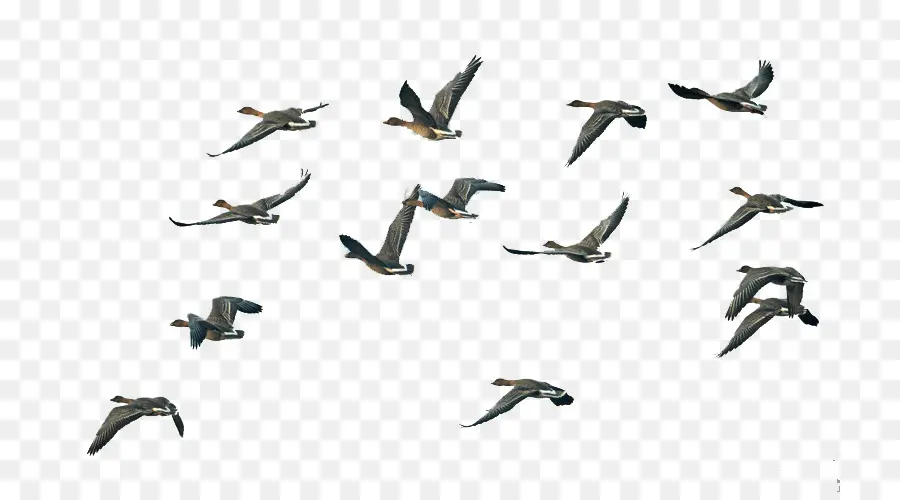 Gaivotas Voadoras，Gaivotas PNG