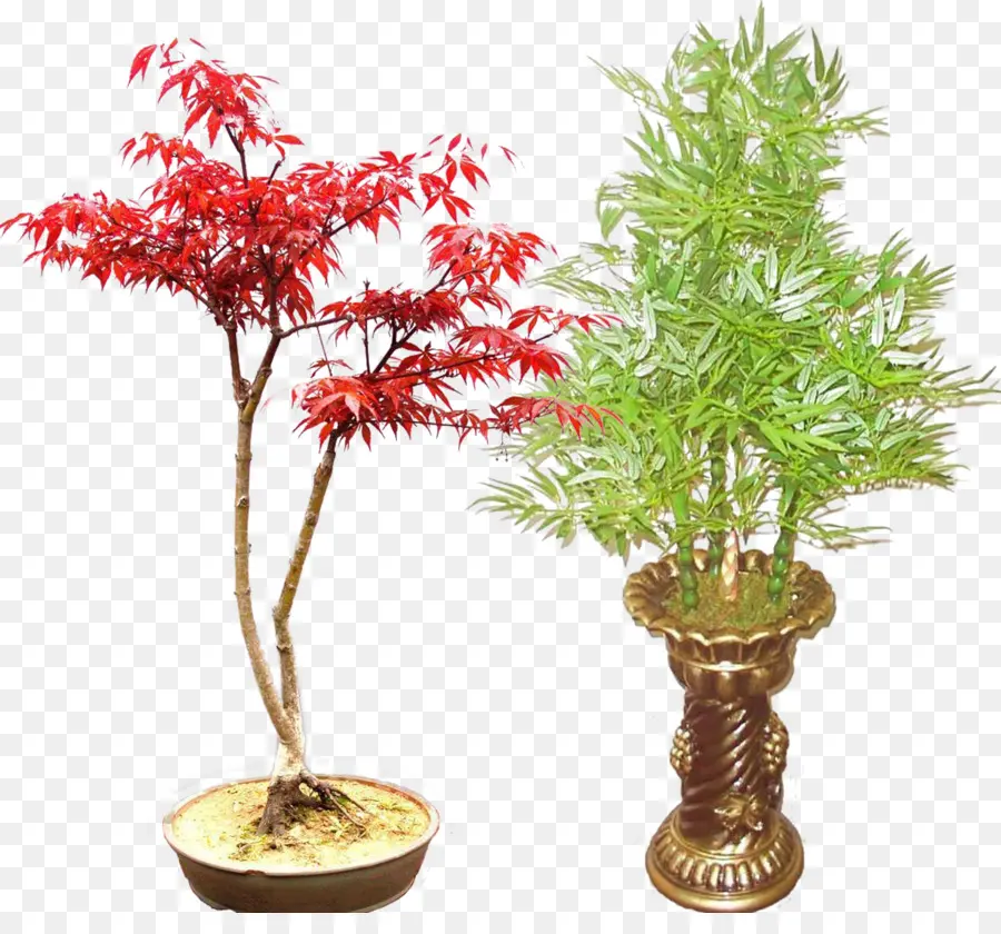 Vasos De Plantas，Bonsai PNG