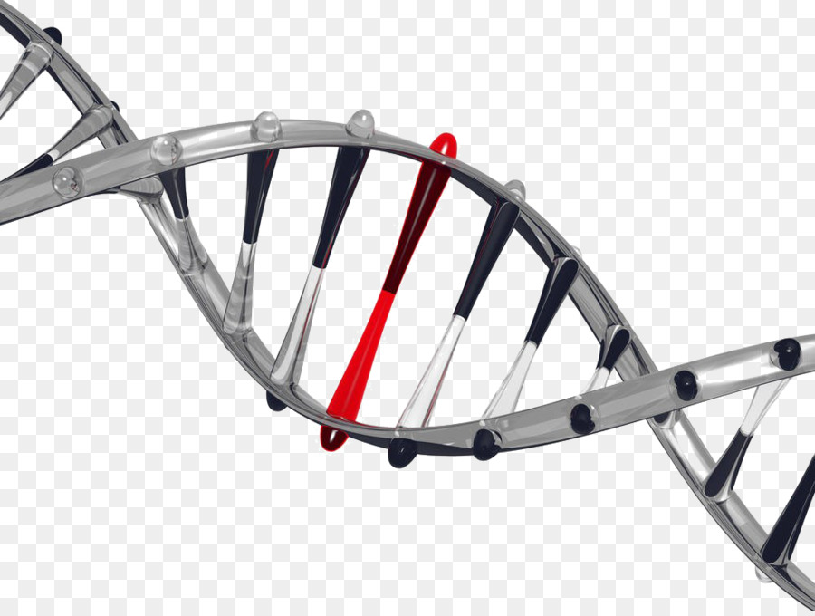 Hélice De Dna，Genética PNG