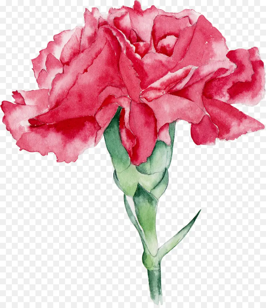 Cravo Rosa，Florescer PNG