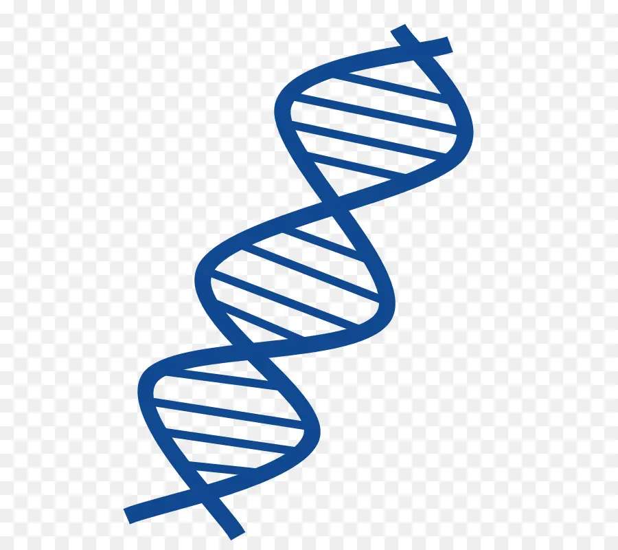 Dna，ácido Nucleico Dupla Hélice PNG