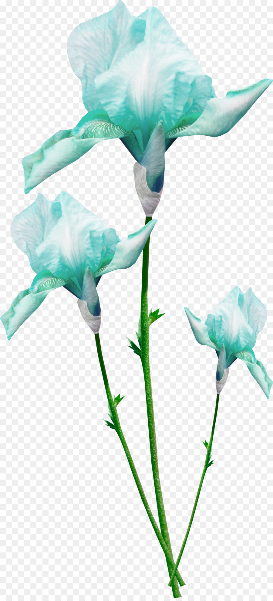 Flores Azuis，Florescer PNG