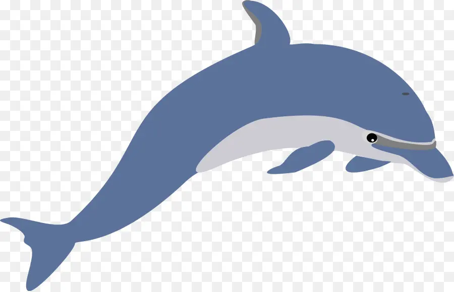 Dolphin，Conteúdo Grátis PNG