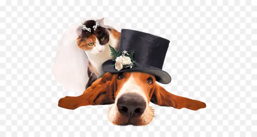 Cão E Gato Em Traje De Casamento，Cartola PNG