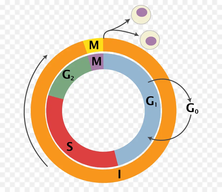 Ciclo Celular，Célula PNG