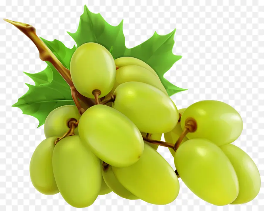 Uvas Verdes，Videira PNG