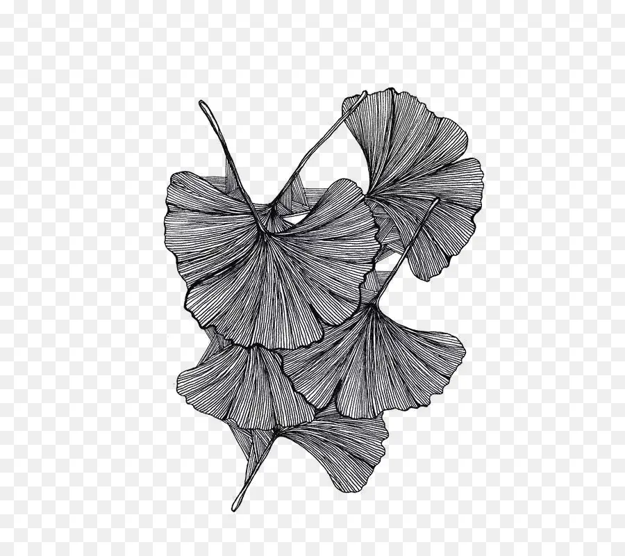 Folhas，Ginkgo PNG