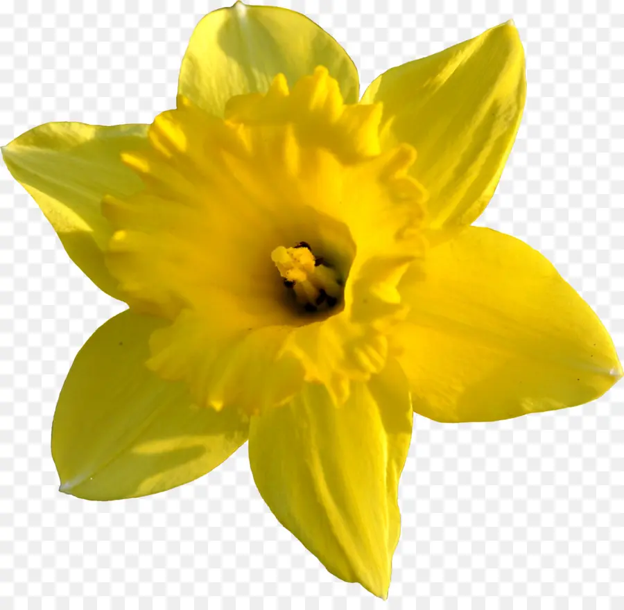 Narciso，Flor PNG