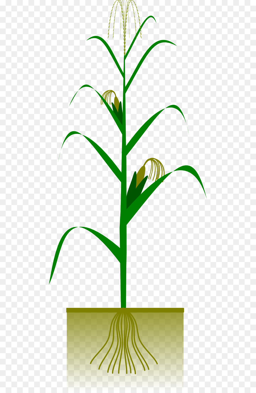 Planta De Milho，Cortar PNG