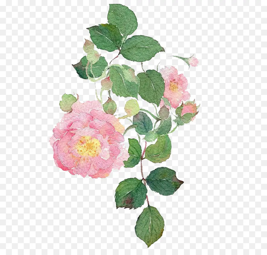 As Rosas Do Jardim，Aquarela Flores PNG
