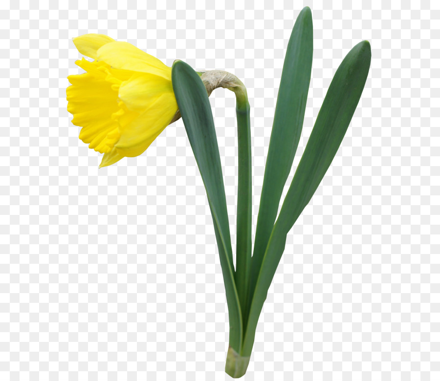 Narciso，Flor PNG