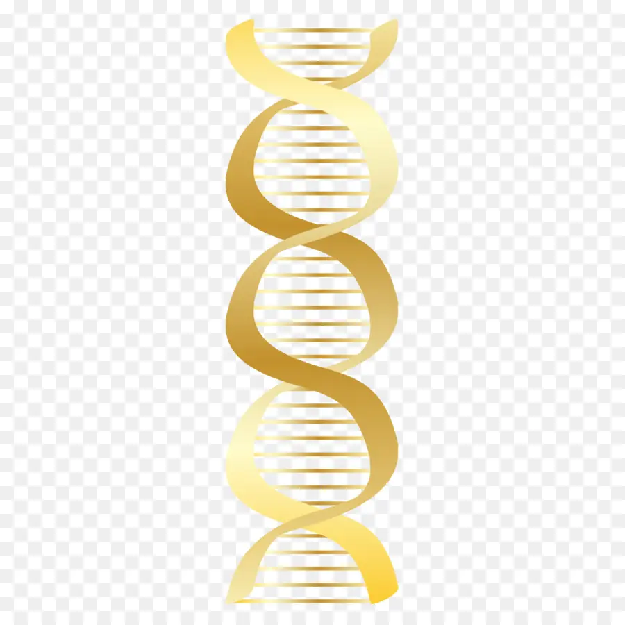 Hélice De Dna，Genética PNG