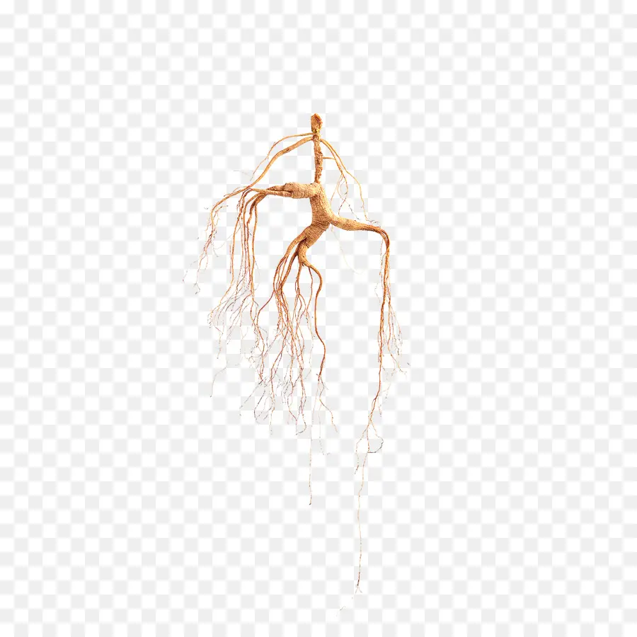 Raiz De Ginseng，Ginseng PNG