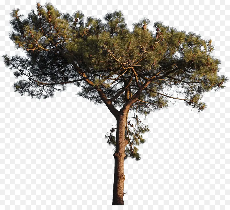 Charentemaritime，árvore PNG