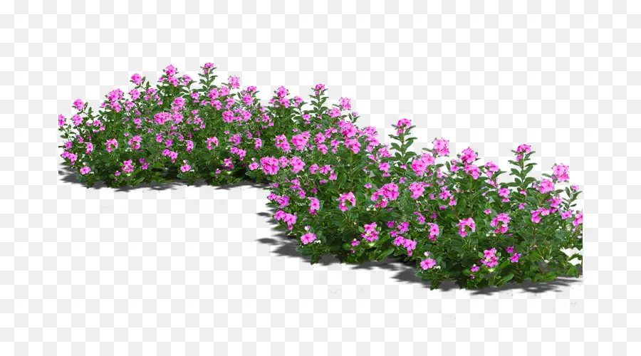 Flores Cor De Rosa，Plantas PNG