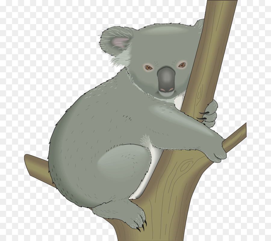 Koala，Urso PNG