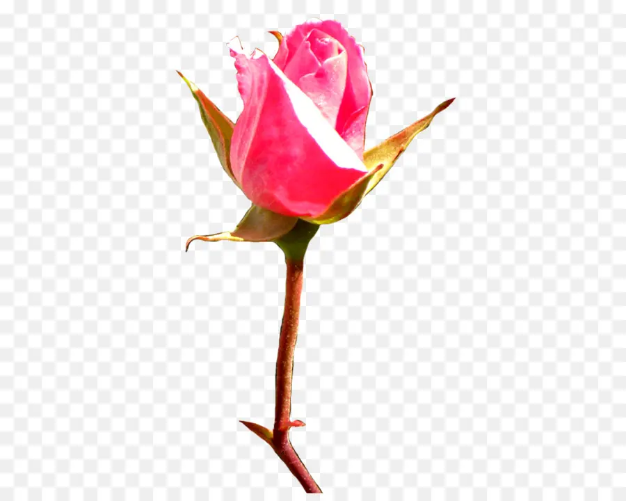 Rosa，Bud PNG