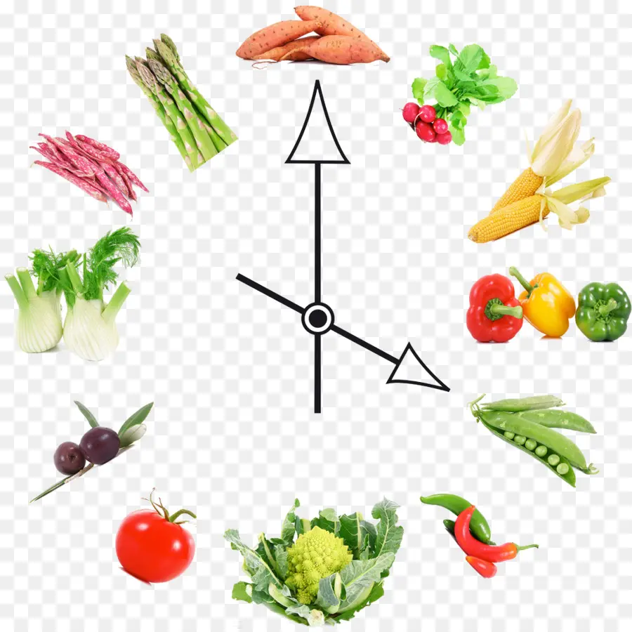 Relógio Vegetal，Tempo PNG