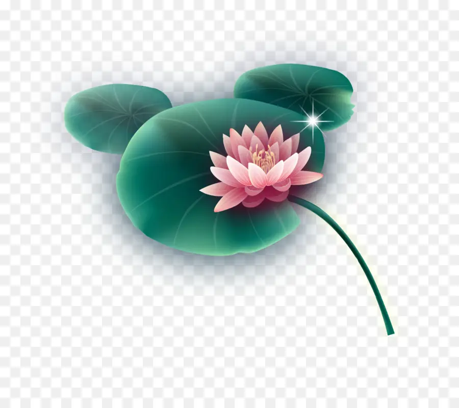 Flor De Lótus，Florescer PNG