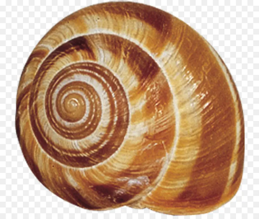 Conchas De Caracol，Espiral PNG