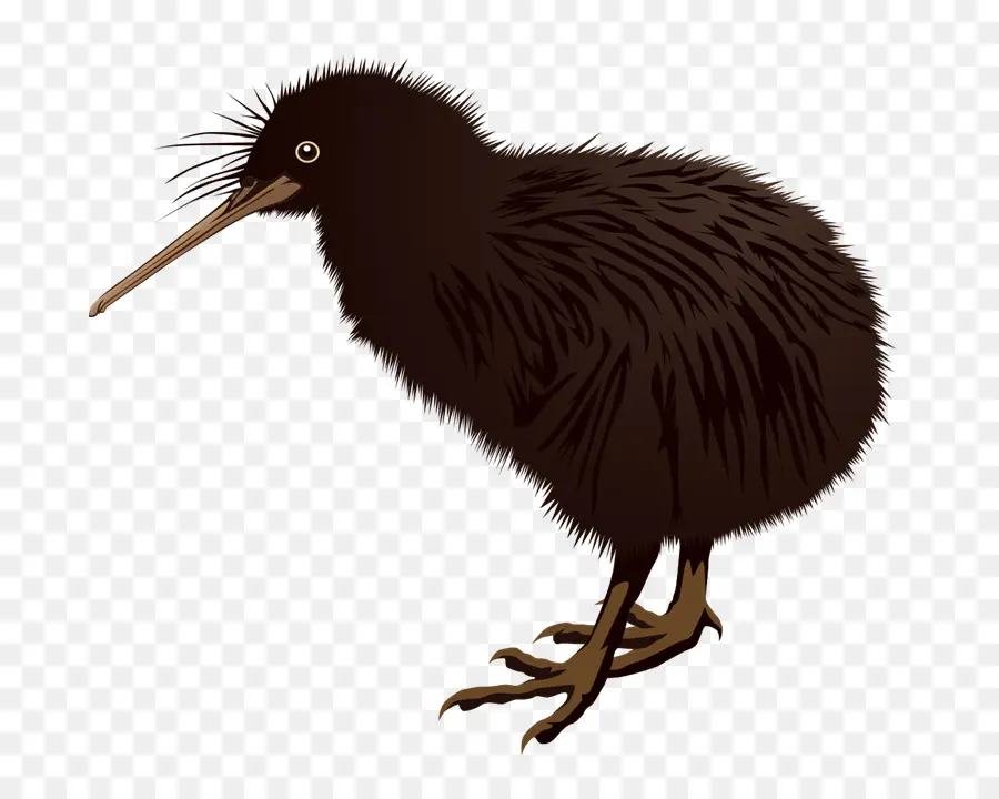 Pássaro Kiwi，Pássaro PNG