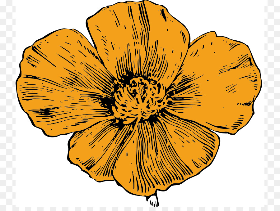 Califórnia，California Poppy PNG