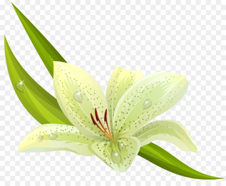 Flor Branca，Orquídea PNG