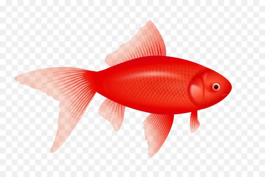 Um Peixe Dois Peixes Peixe Vermelho Peixe Azul，Peixe PNG