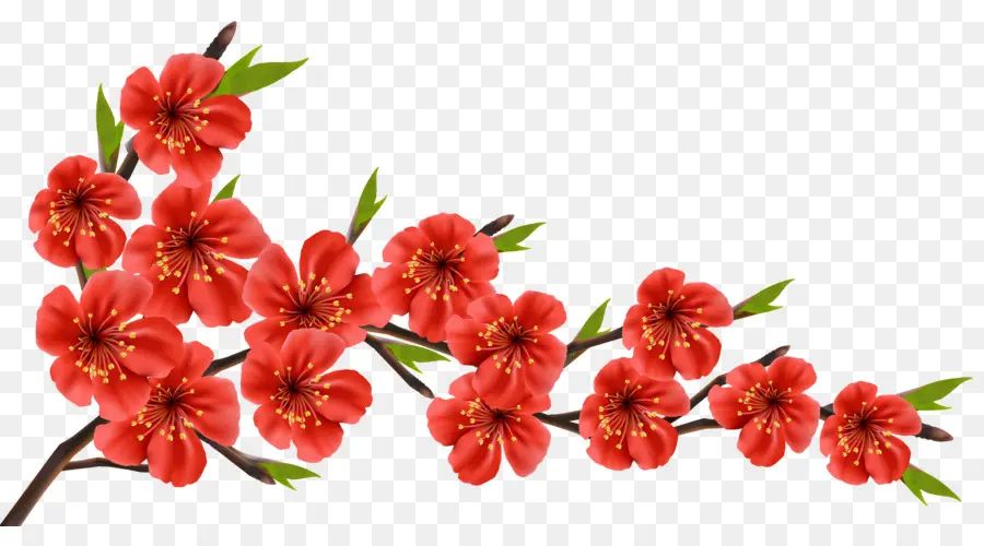 Flores Vermelhas，Florescer PNG