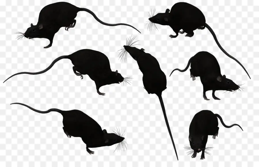 Marrom De Ratos，Mouse PNG