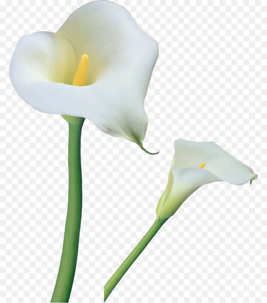 Arumlily，Tiger Lily PNG