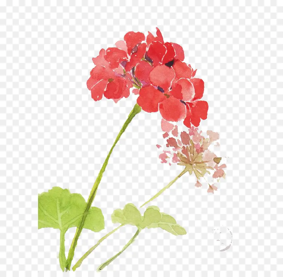 Aquarela Flores，Pintura Em Aquarela PNG