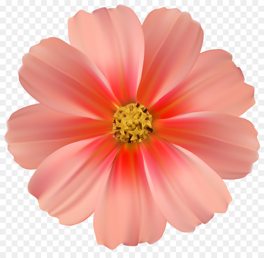 Flor，Rosa PNG