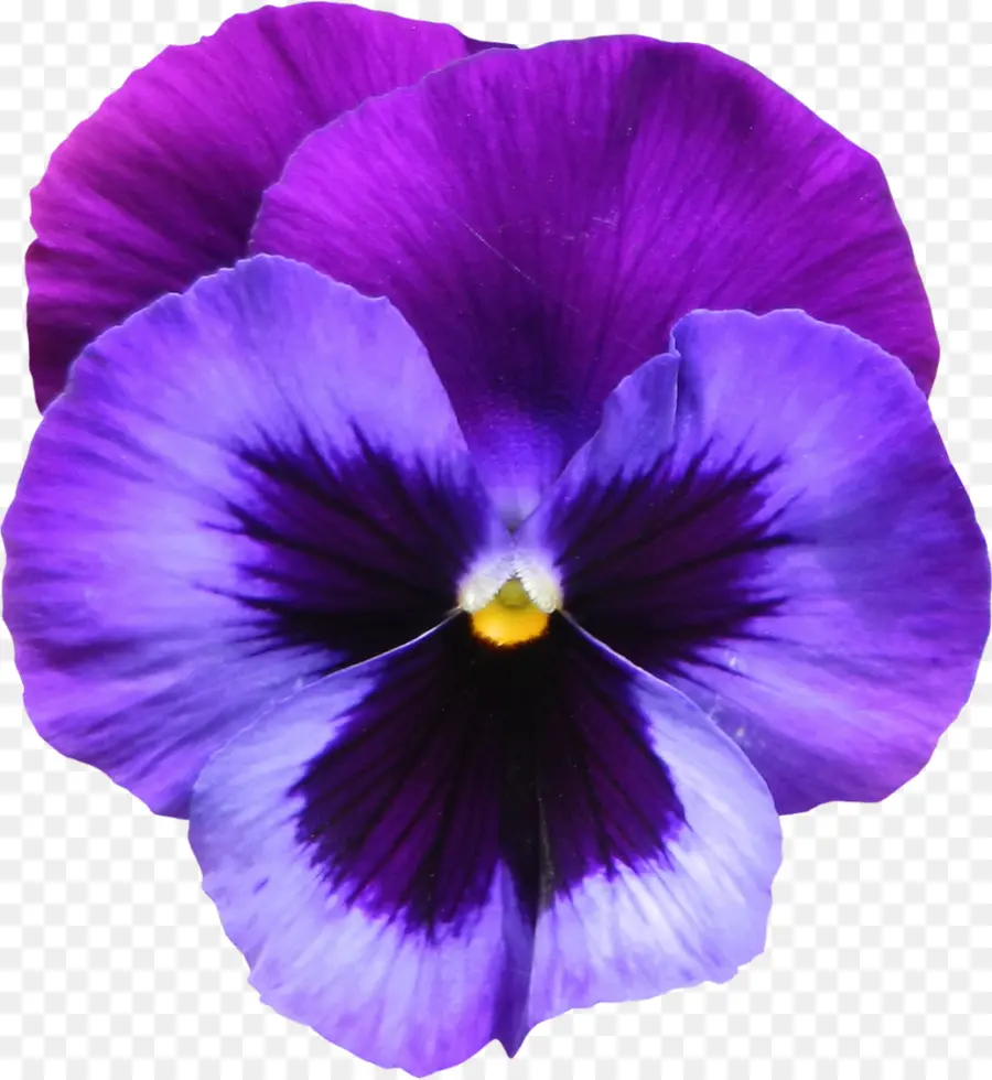 Flor Roxa，Flor PNG