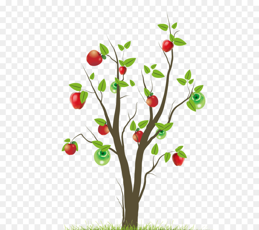 Macieira，Fruta PNG