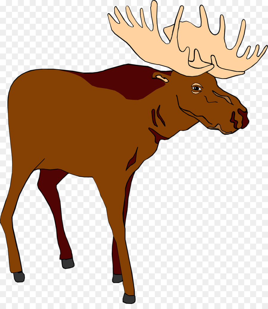 Moose，Conteúdo Grátis PNG