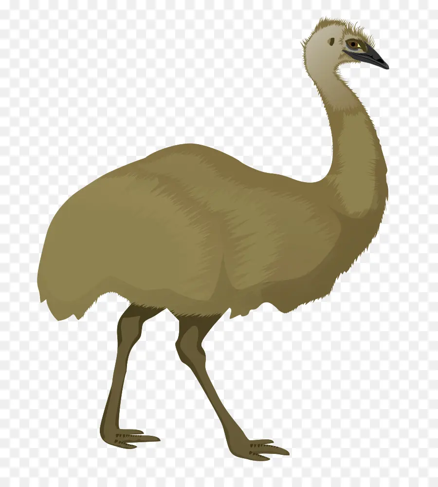 Emu Dos Desenhos Animados，Pássaro PNG