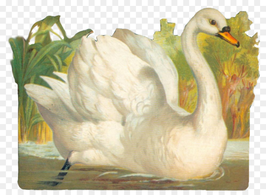 Tundra Swan，Trompetista Swan PNG