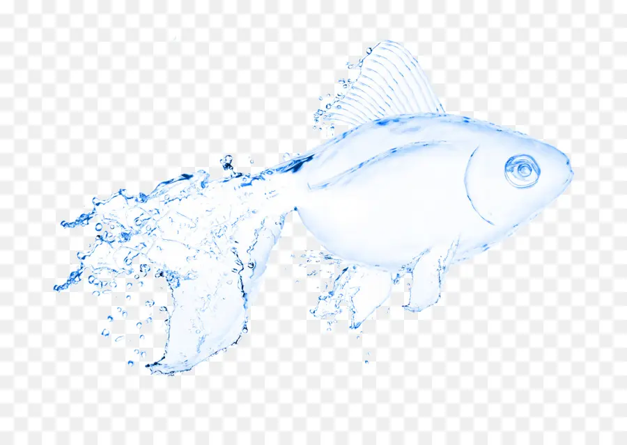 água，Peixe PNG