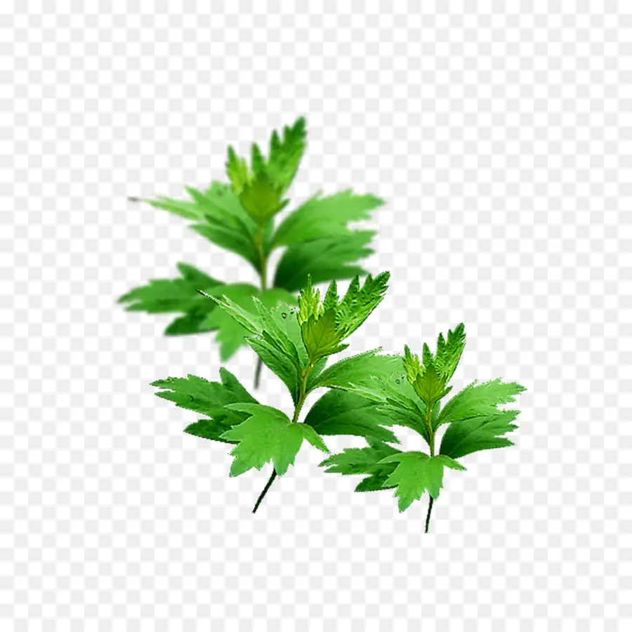 Artemisia Argyi，Verde PNG