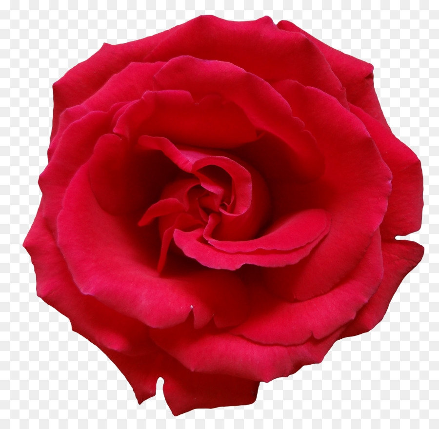 Rosa Vermelha，Florescer PNG