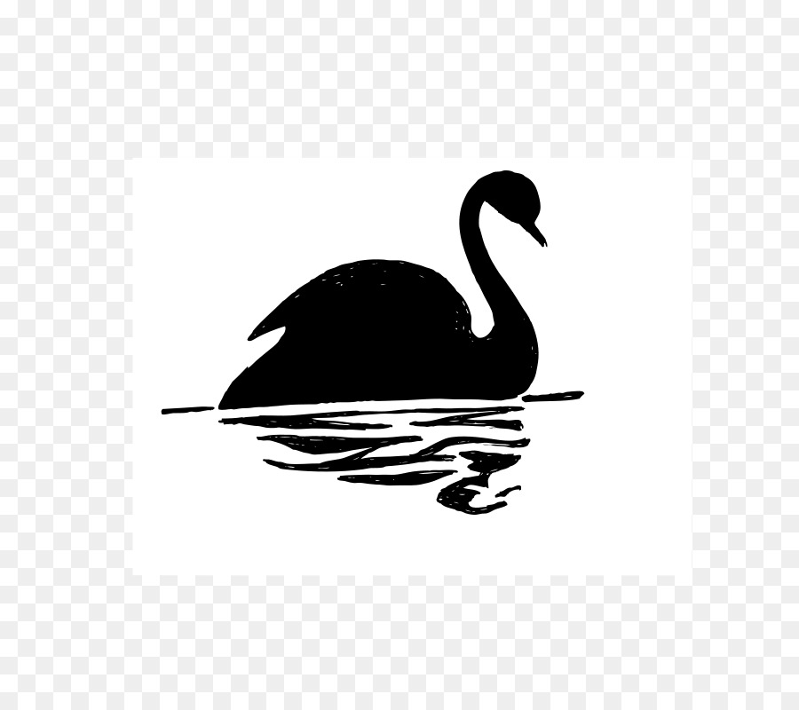 Cisne Negro，Desenho PNG