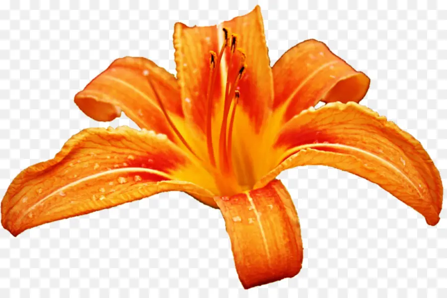 Lírio Laranja，Florescer PNG