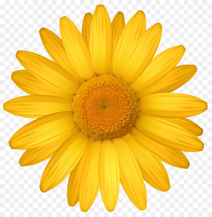 Amarelo，Comum Daisy PNG