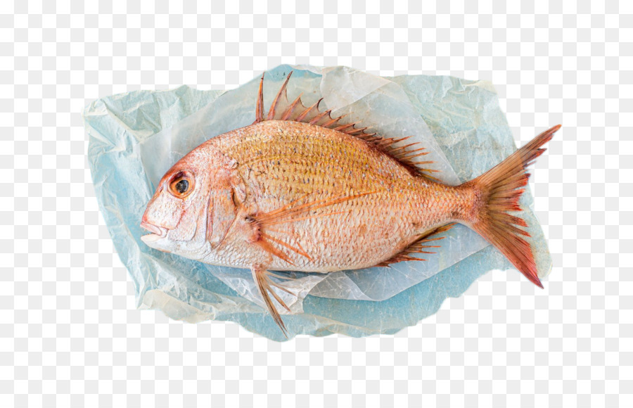 Pargo，O Scup PNG