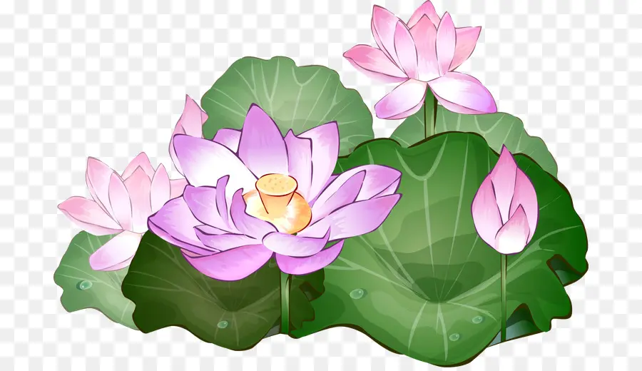 Nelumbo Nucifera，Conteúdo Grátis PNG